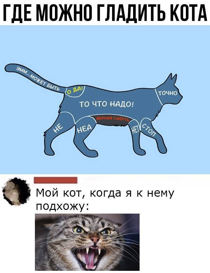 Гастрит у кошек: причины, симптомы, диагностика и лечение, осложнения, профилактика | блог ветклиники "беланта"