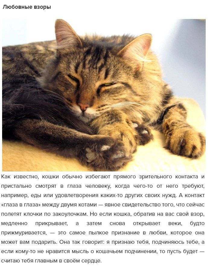 Как понять, что кошка тебя любит — признаки чувств питомца