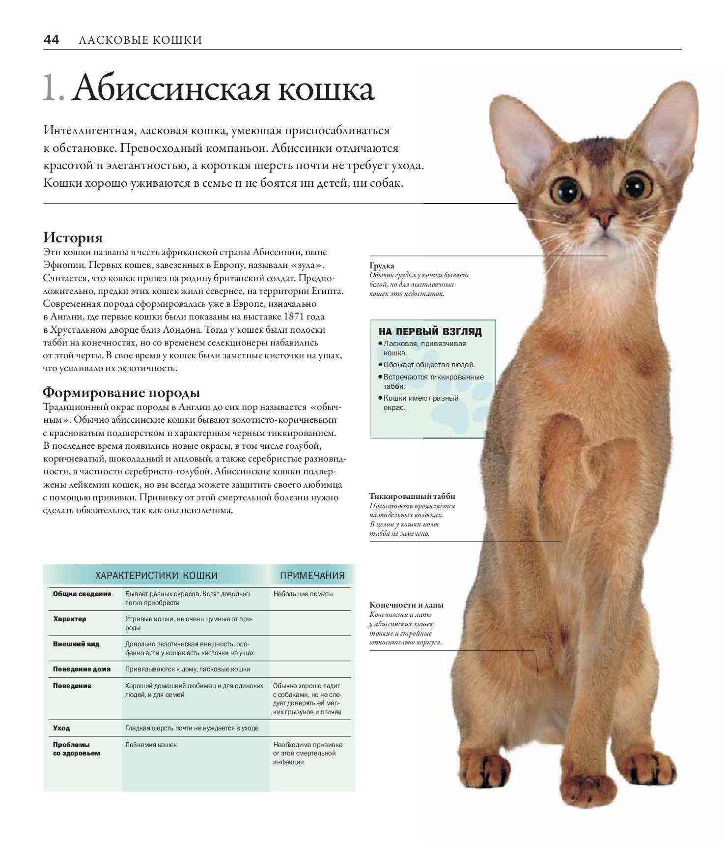 Примеры самых ласковых и добрых пород котов, варианты ленивых и ручных для детей