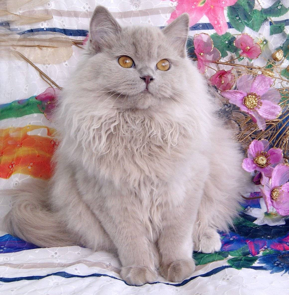 Британская длинношерстная кошка или хайлендер: описание породы, содержание и уход