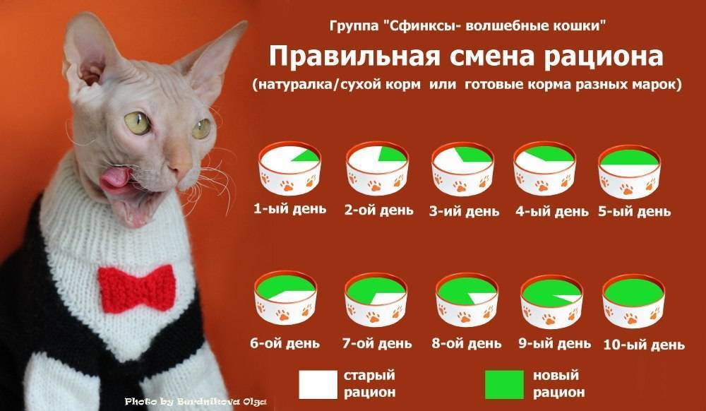Рецепты натурального питания для кошек | котпроглот