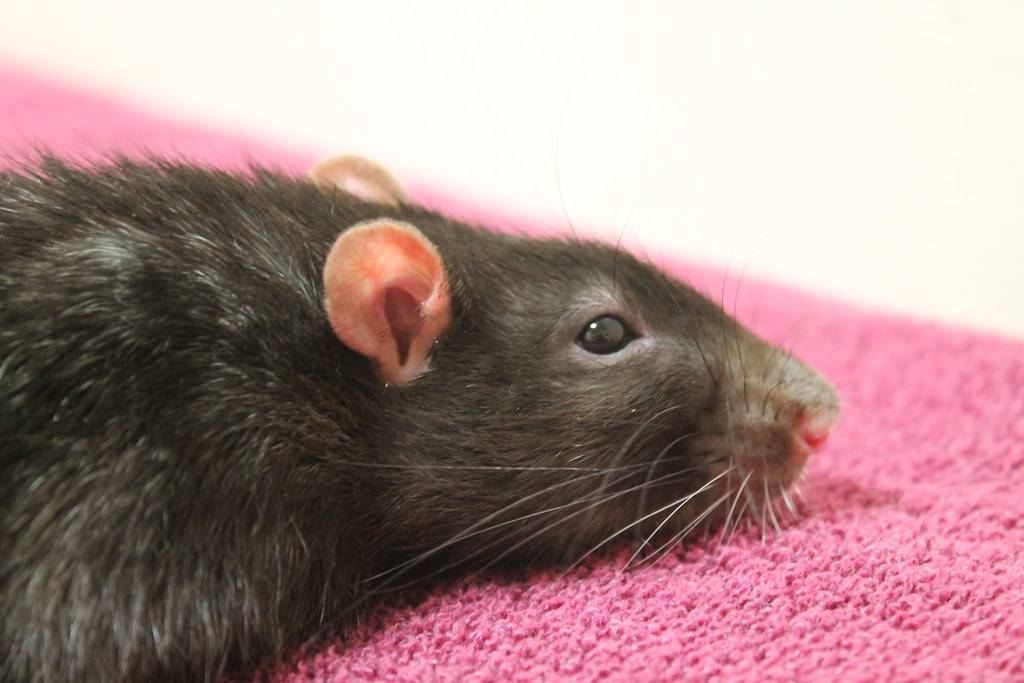 Крыса чихает — самые распространенные причины и их устранение