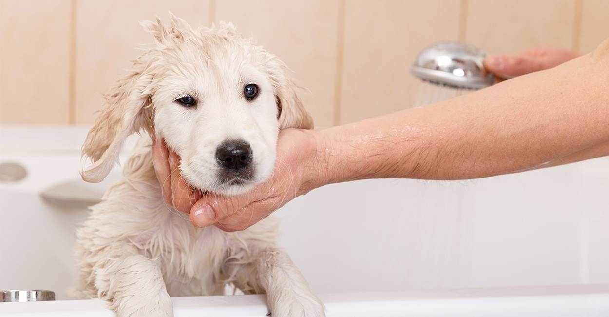 Можно мыть собаку человеческим шампунем. Щенок купается. Груминг. Мытье собаки. Купание щенка.