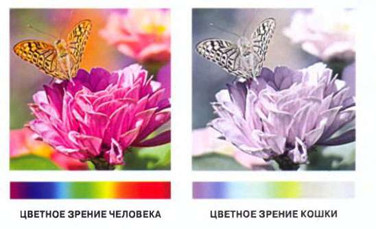 Какие цвета видят кошки - какие различают