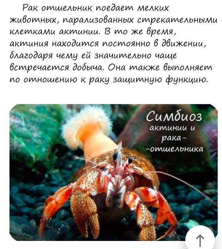 Какой тип взаимоотношений возникает между раком отшельником и актинией