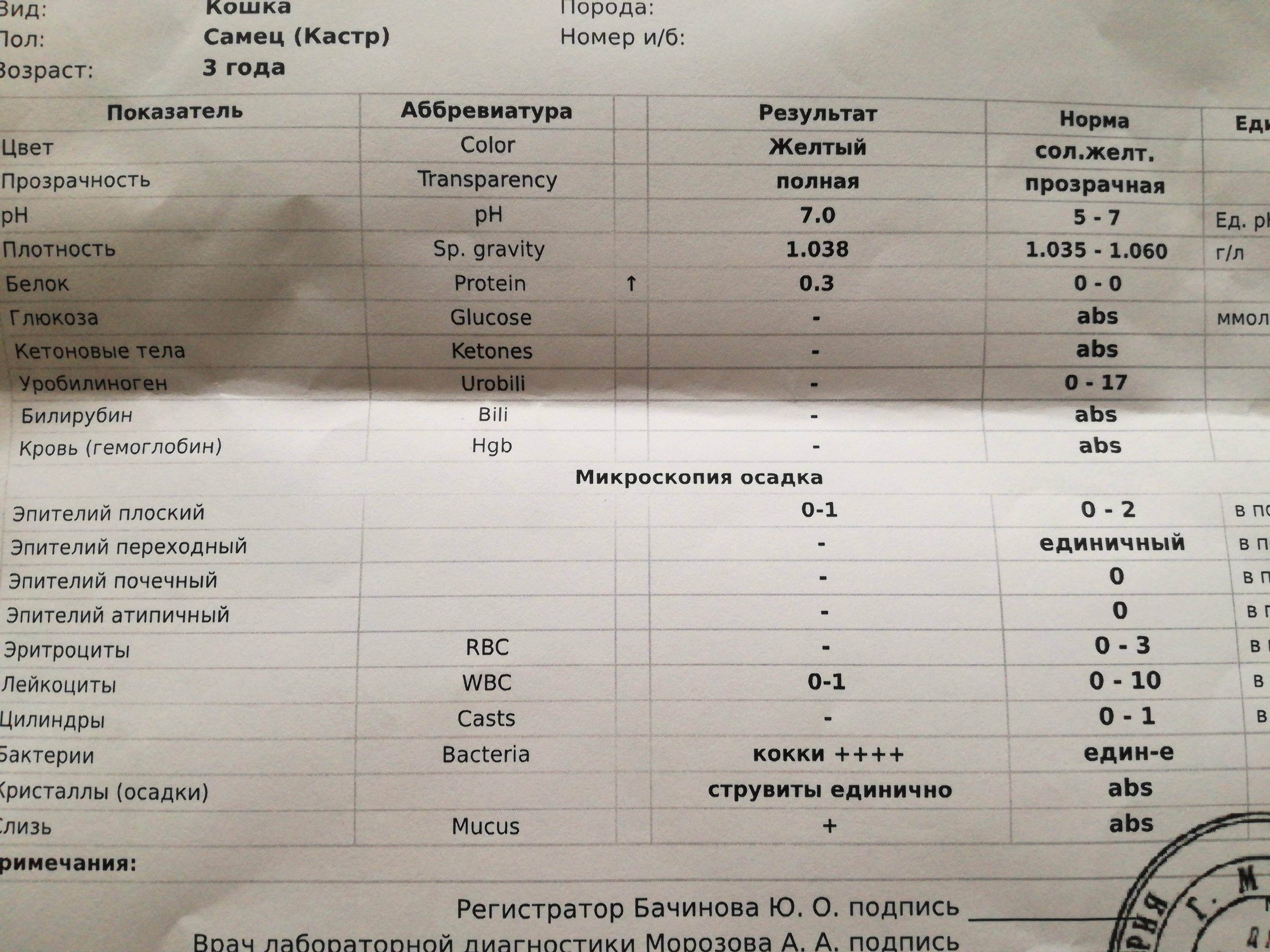 Кровь в моче у кошки