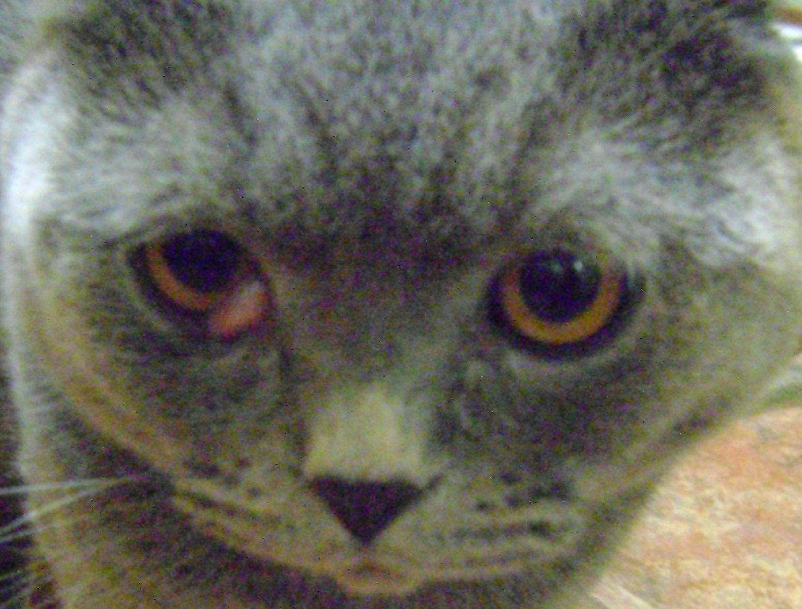 У британской кошки слезятся глаза: причины и что делать?