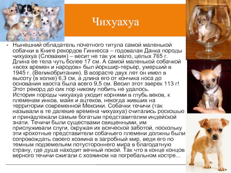 Сикоку (шикоку): описание породы, характеристика, фото | все о собаках