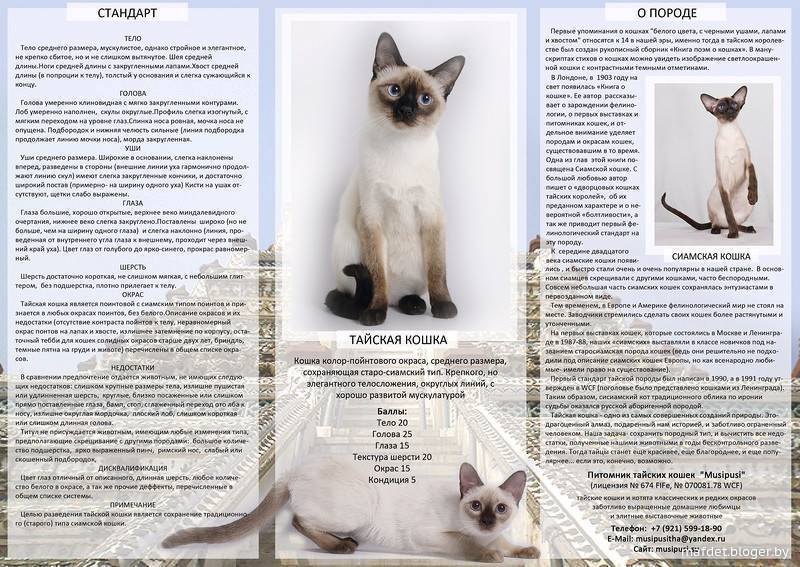 Тайская кошка: история породы, внешние характеристики, содержание, выбор