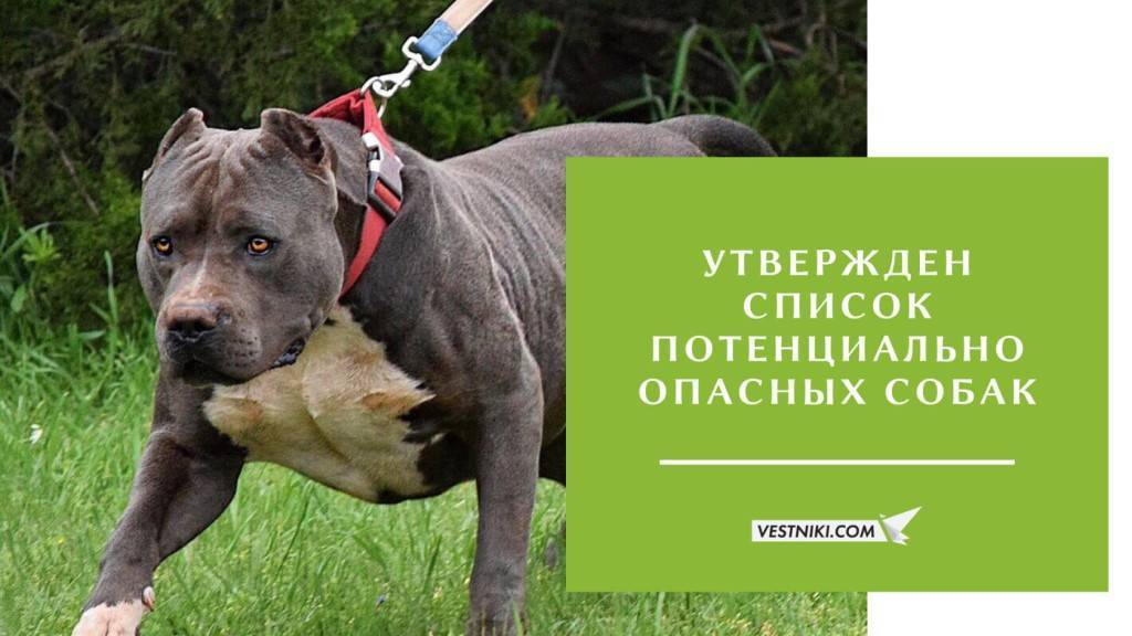Запрещенные собаки в европе и америке фото и описание пород
