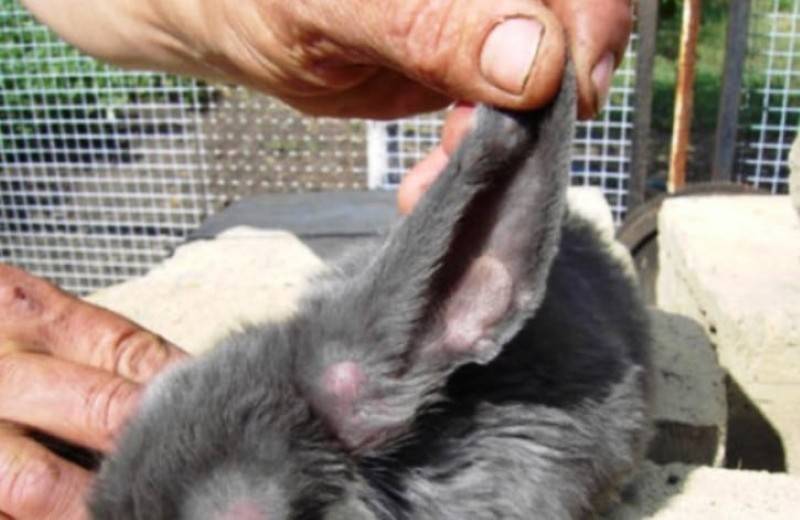 Пододерматит у кроликов: лечение антибиотиками