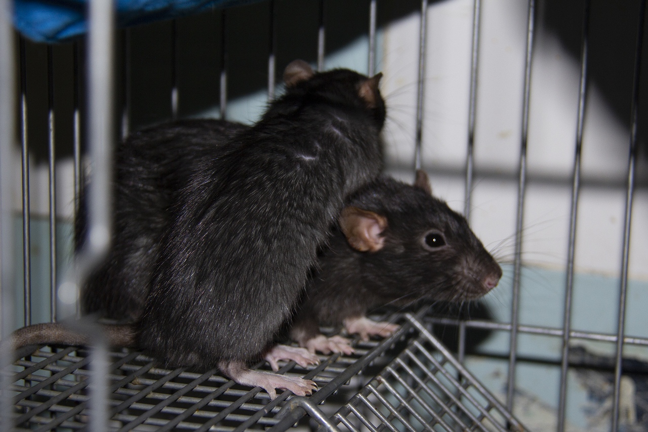 Звуки домашних крыс: что хочет сказать ваш питомец?
