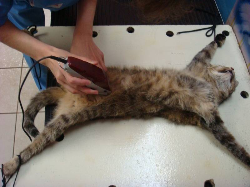 Кошка не пьет воду после стерилизации: причины, что делать | звери дома