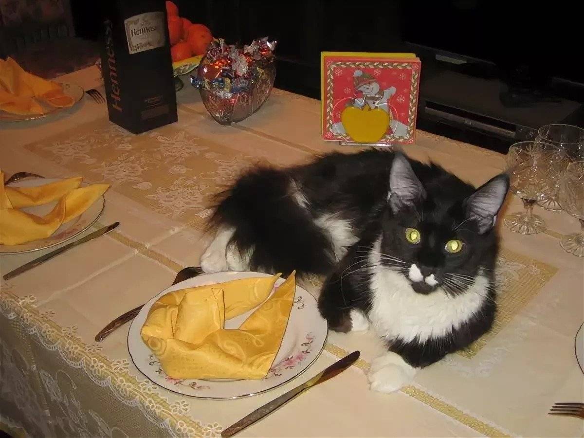 Как отучить кошку лазить по столам: практические советы