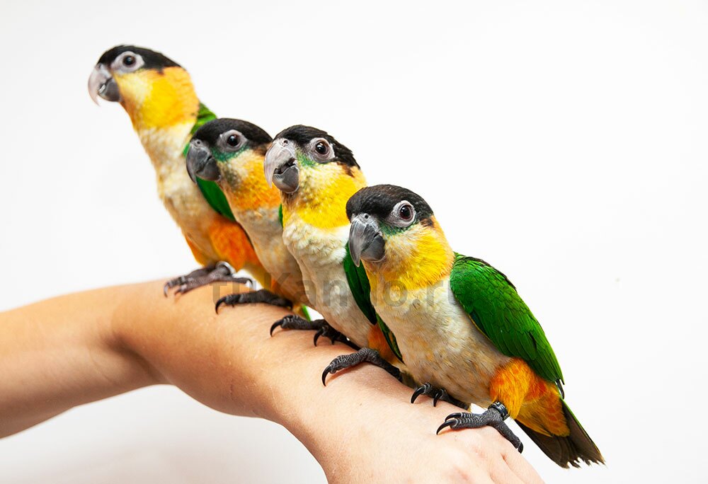 Черноголовые попугаи породы каик