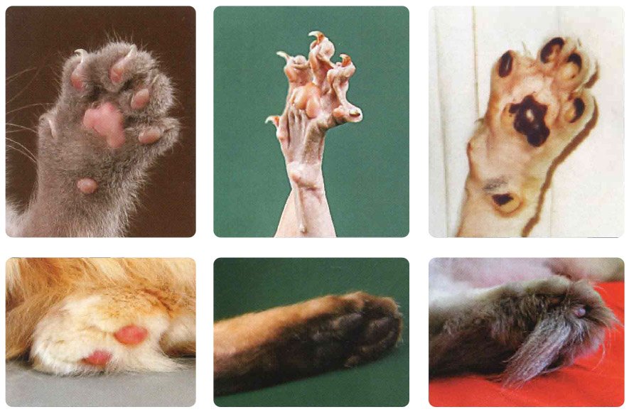 Сколько у кошек пальцев: норма и полидактилия