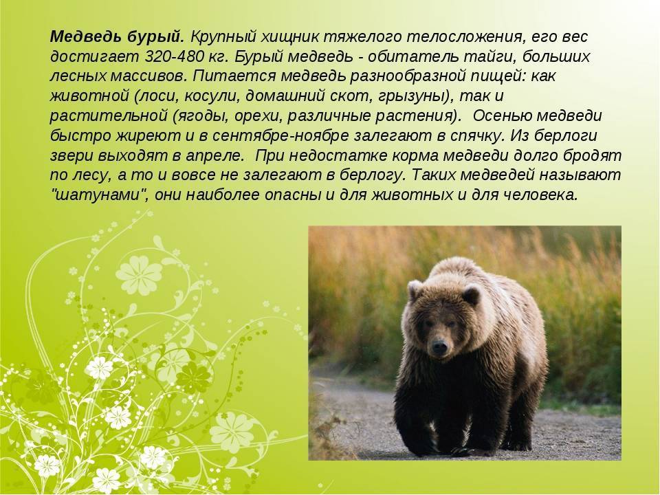 Животное из красной книги Республики Коми. Описание медведя. Бурый медведьописпние. Медведь красная книга.