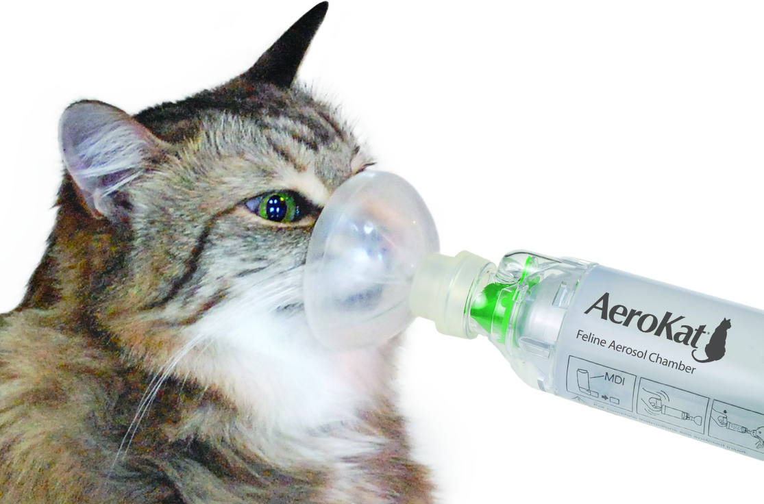 Заболевания лёгких и дыхательных путей у кошек