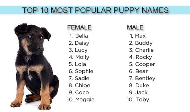 Как назвать щенка - имена и клички для собак