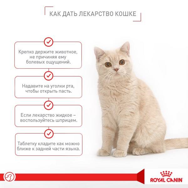 Валерьянка для кошек: как действует, что будет
