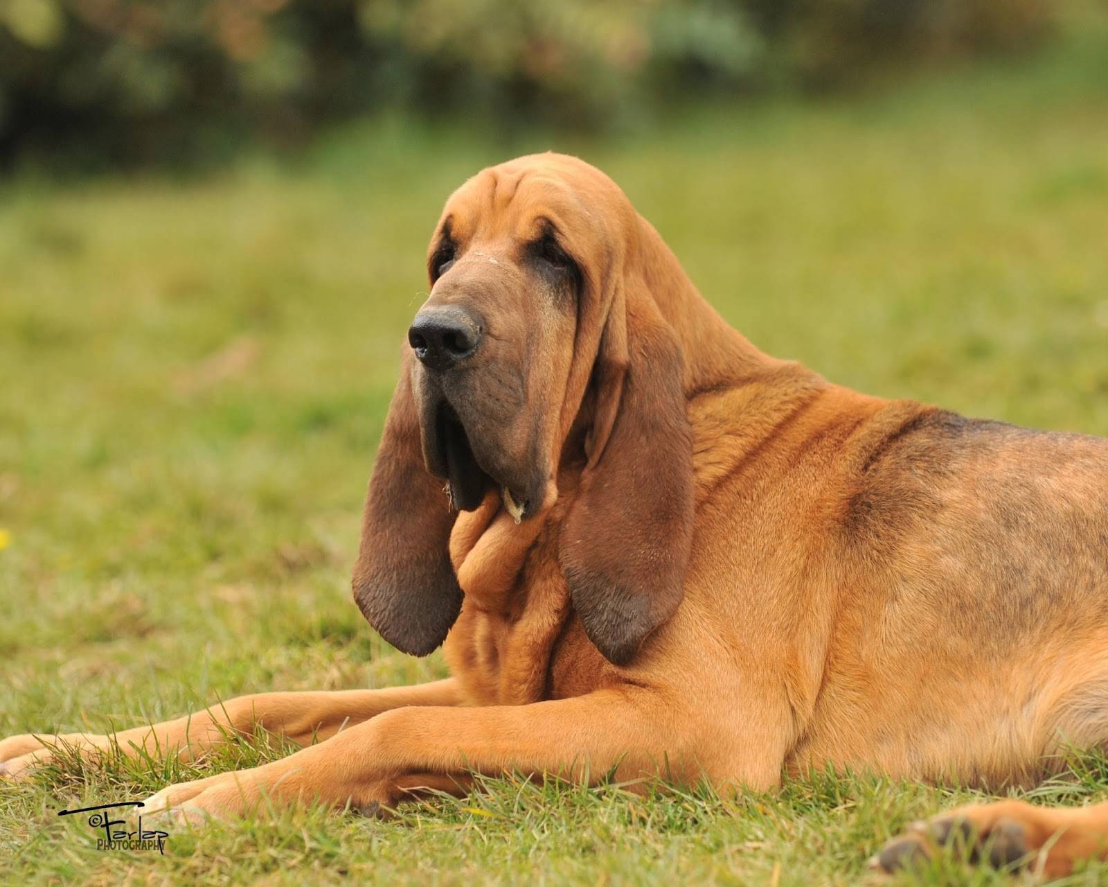 Бладхаунд: фото собаки, описание породы и правильный уход