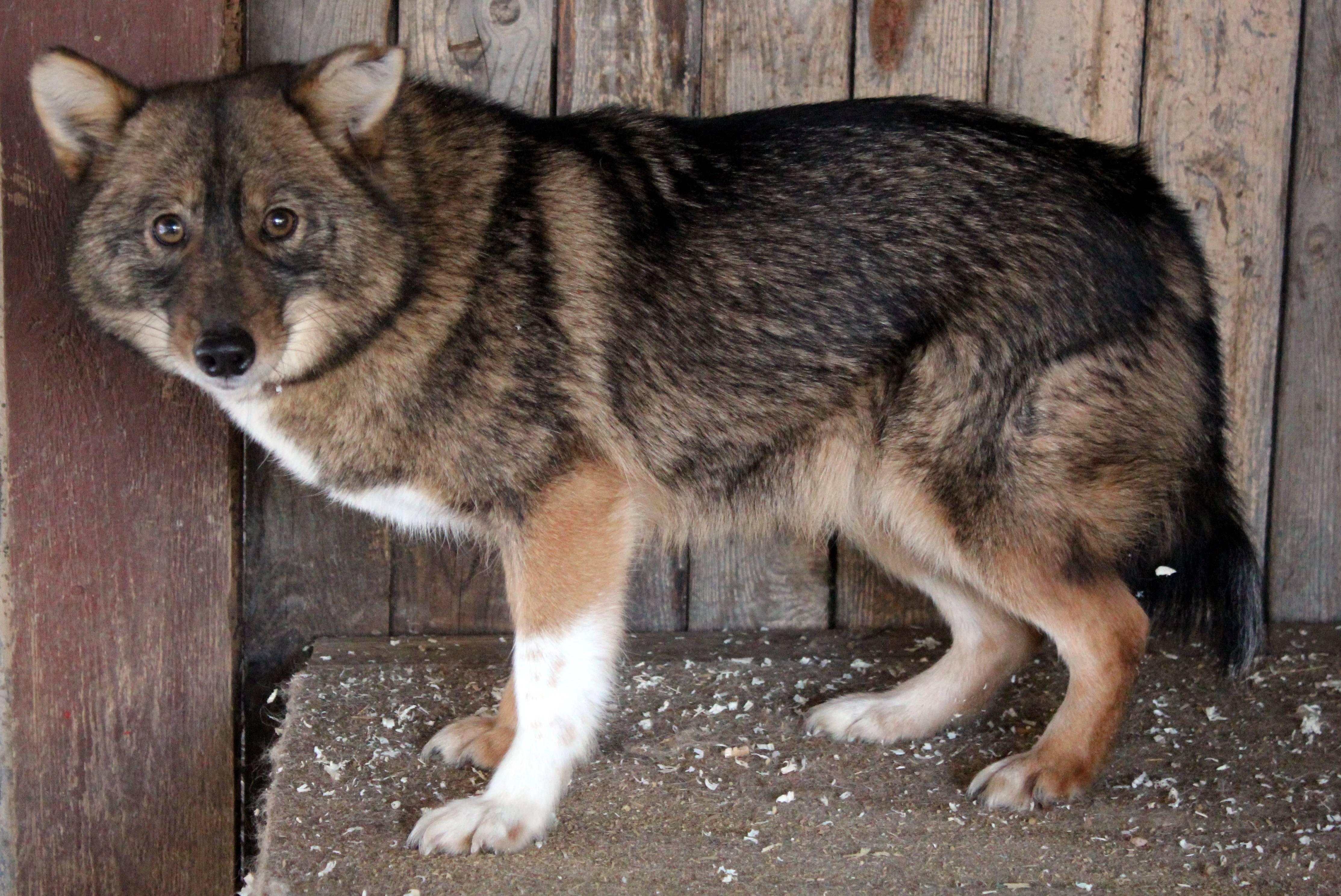 Знакомство с породой собаки сулимова — такое овчаркам не под силу