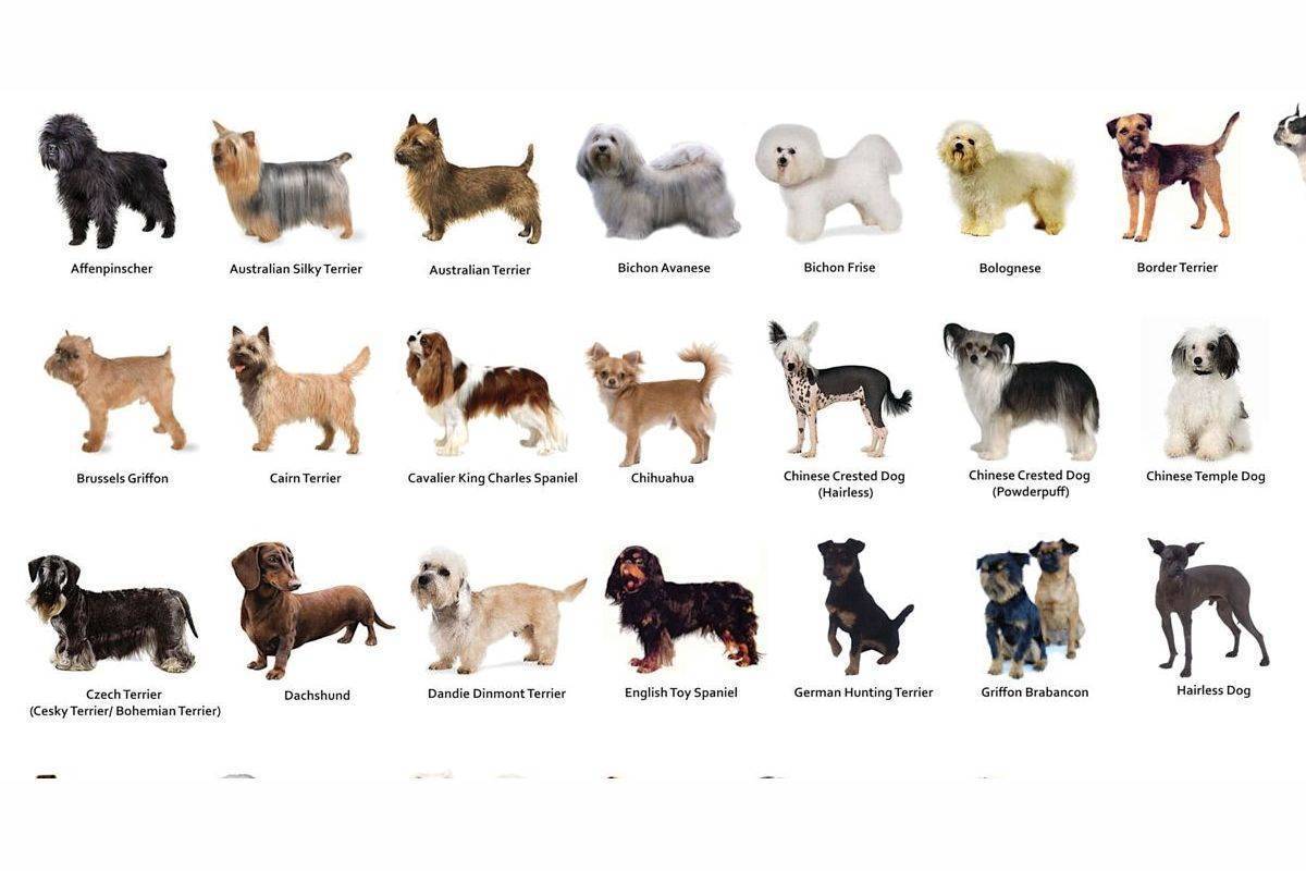Белые породы собак с фото и описанием