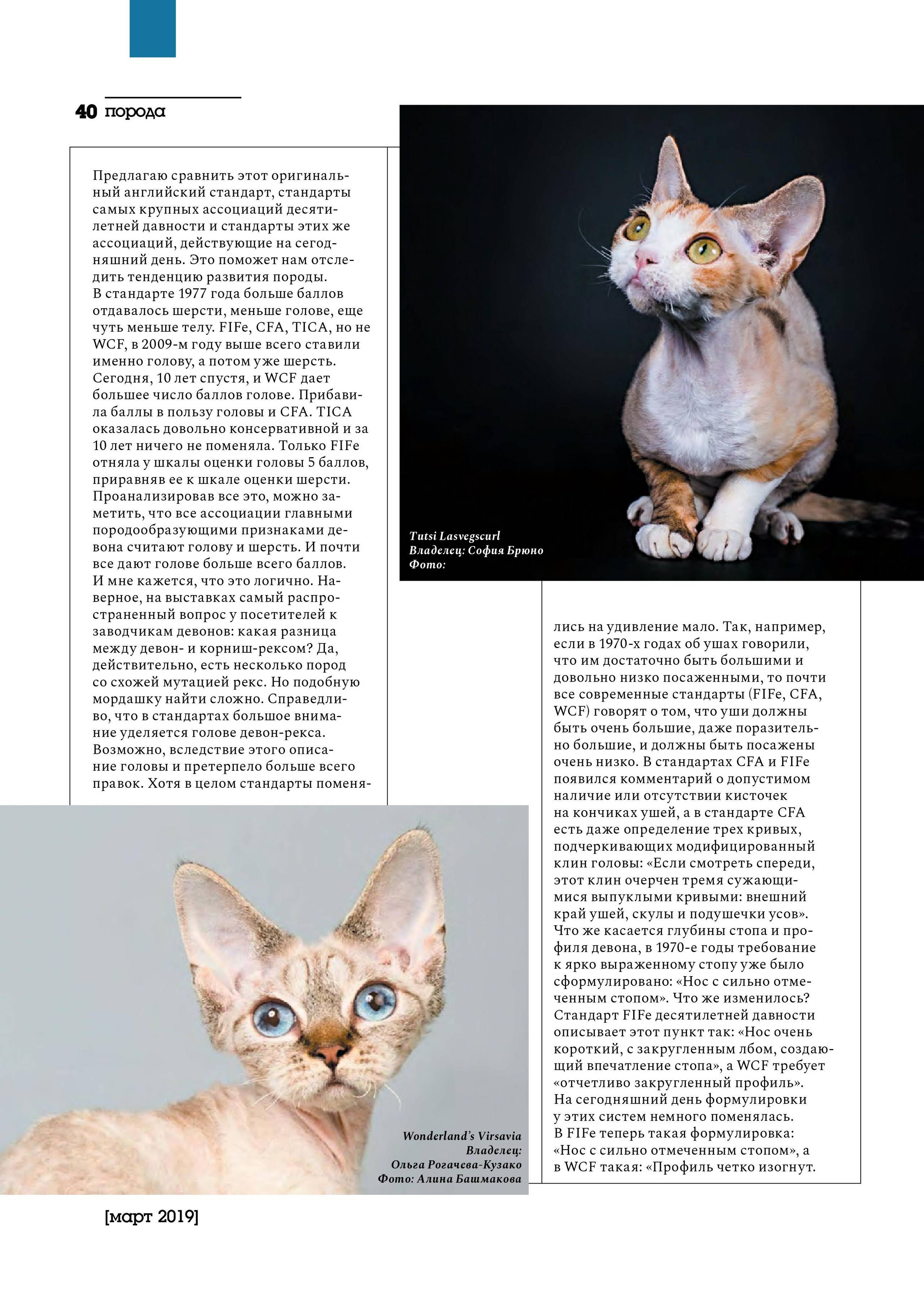 Селкирк-рекс — описание пород котов