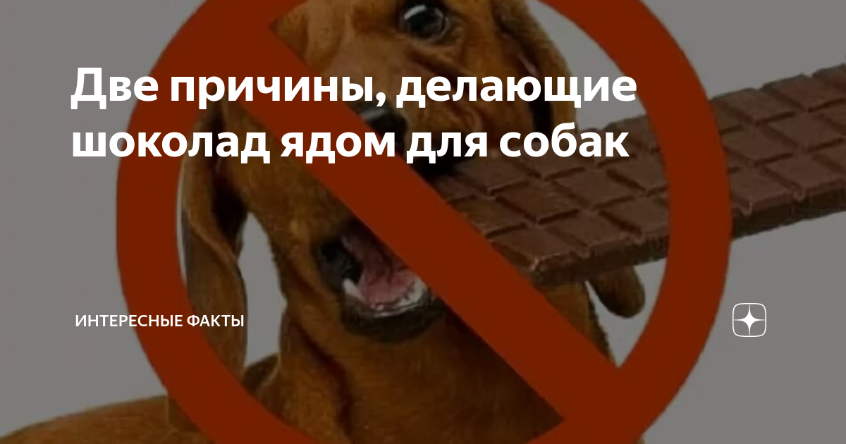 Почему собакам нельзя сладкое и шоколад: что делать, если собака наелась шоколада
