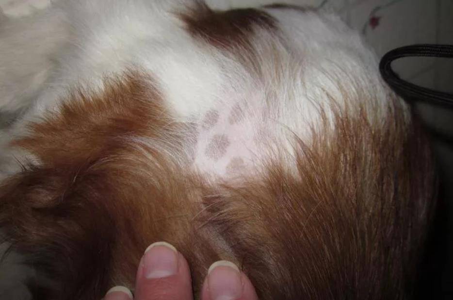 У собаки выпадает шерсть на спине и лапах: почему и что делать с проплешинами