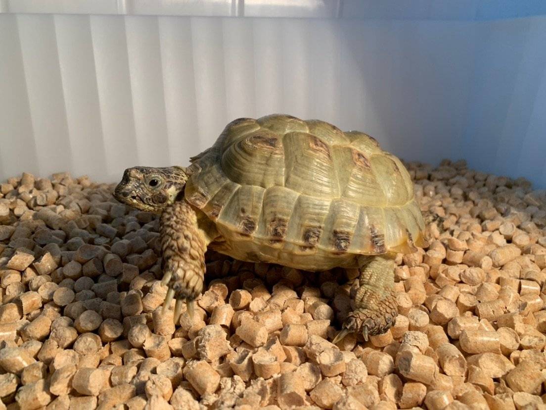 Продолжительность жизни среднеазиатских и других сухопутных черепах в домашних условиях