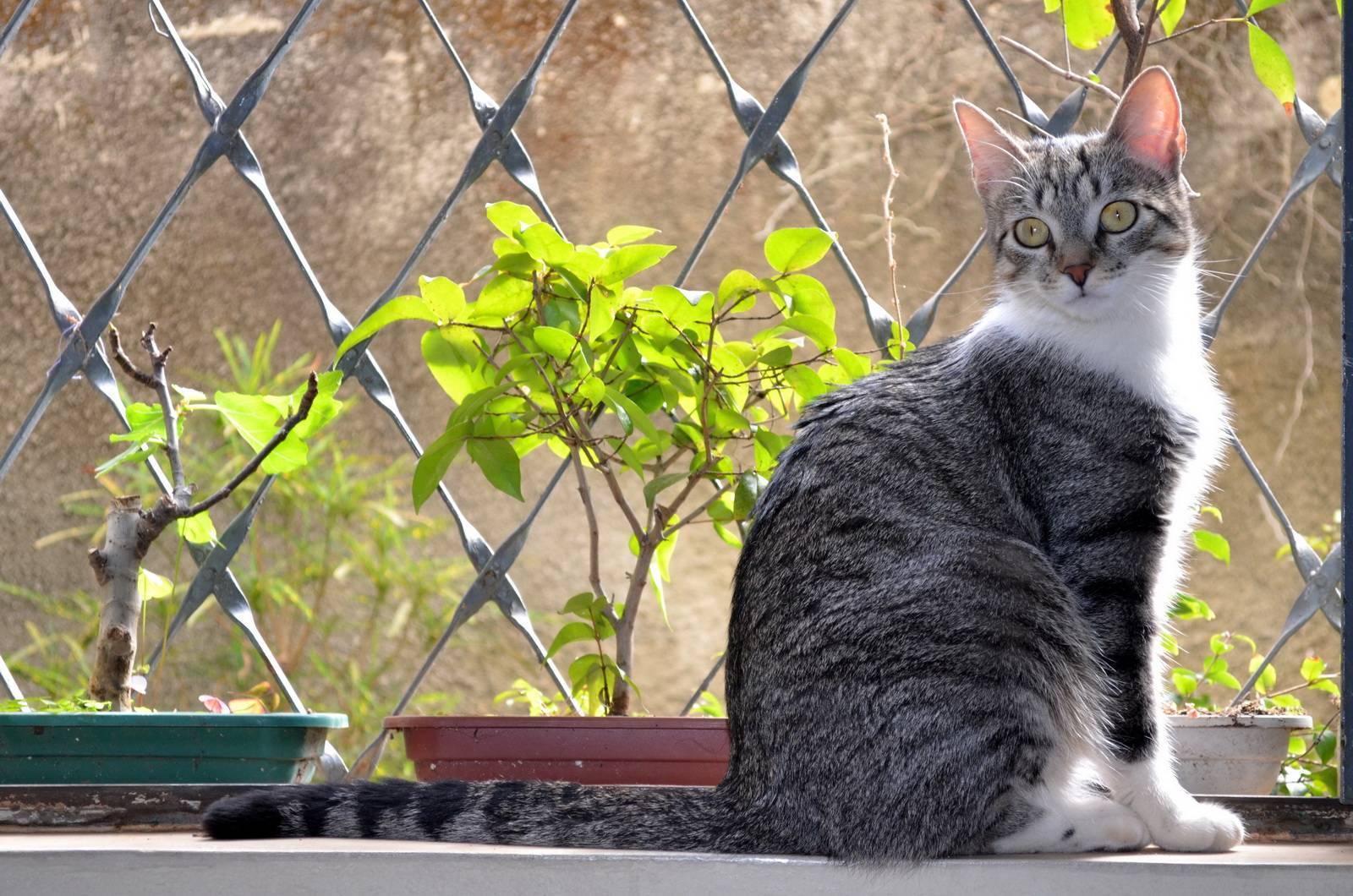 Бразильская короткошерстная кошка | породы кошек, характер, здоровье и чем кормить | for-pet