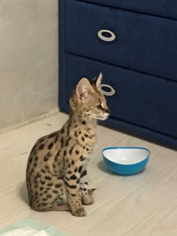 Саванна