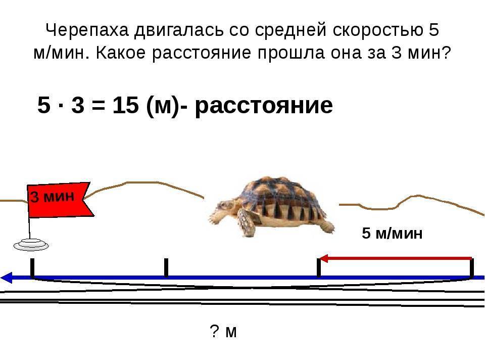 ​50 самых интересных фактов о черепахах для любознательных — общенет