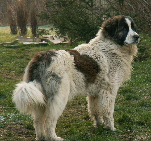 Пиренейский мастиф: как выглядит питомец на фото, описание породы, продолжительность жизни и здоровье собак