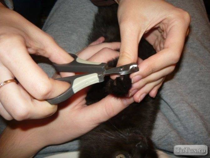 Как подстричь когти кошке в домашних условиях: какие инструменты использовать?