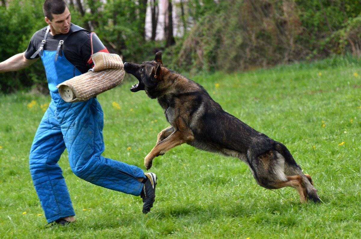 Породы собак, которые совершенно внезапно могут проявить агрессию - gafki.ru
