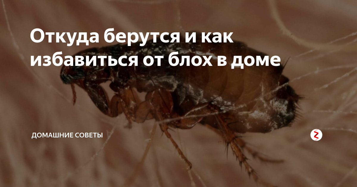 Откуда у домашнего кота появляются блохи?