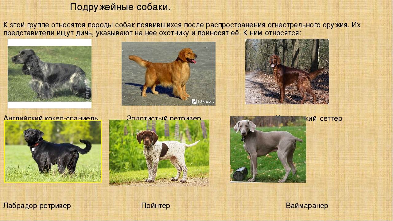 Гончие породы собак: топ-10 с фотографиями и названиями
гончие породы собак: топ-10 с фотографиями и названиями