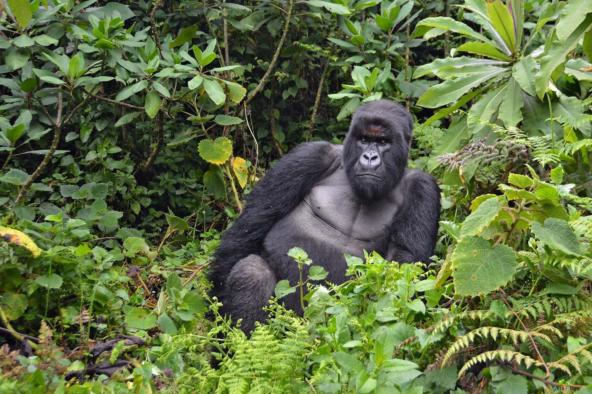 Обезьяна природная зона. Национальный парк Вирунга (Африка). Гориллы Вирунга. Вирунга парк гориллы. Национальный парк Вирунга в Африке животные.