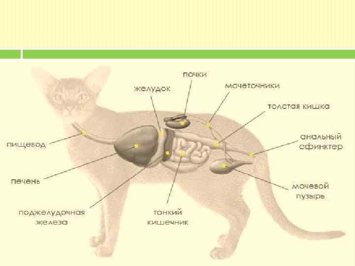 Соски и кошек и котов: анатомия, варианты по количеству, нормы и аномалии