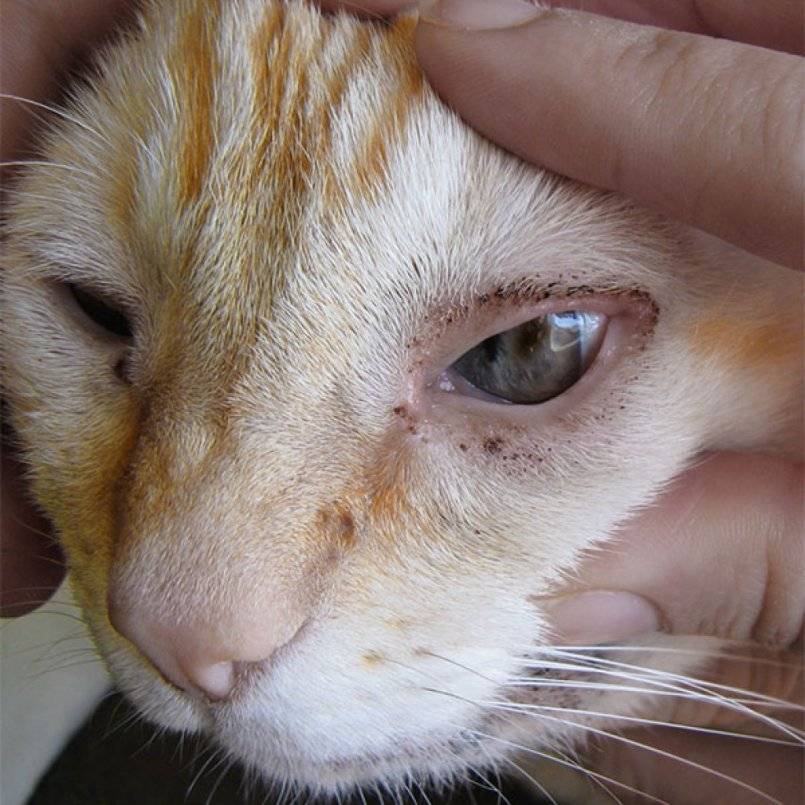Причины гнойных выделений из глаз у кошки