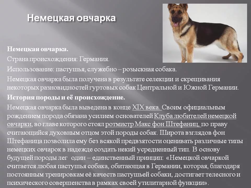 Кисю — описание и характеристика породы (с фото) | все о собаках