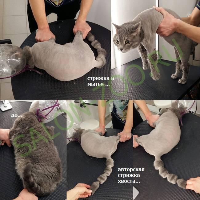 Как постричь кошку — порядок действий и виды стрижек