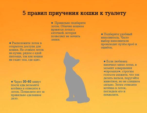 ᐉ как приручить котенка к себе: как привязать к себе кошку? - zooshop-76.ru