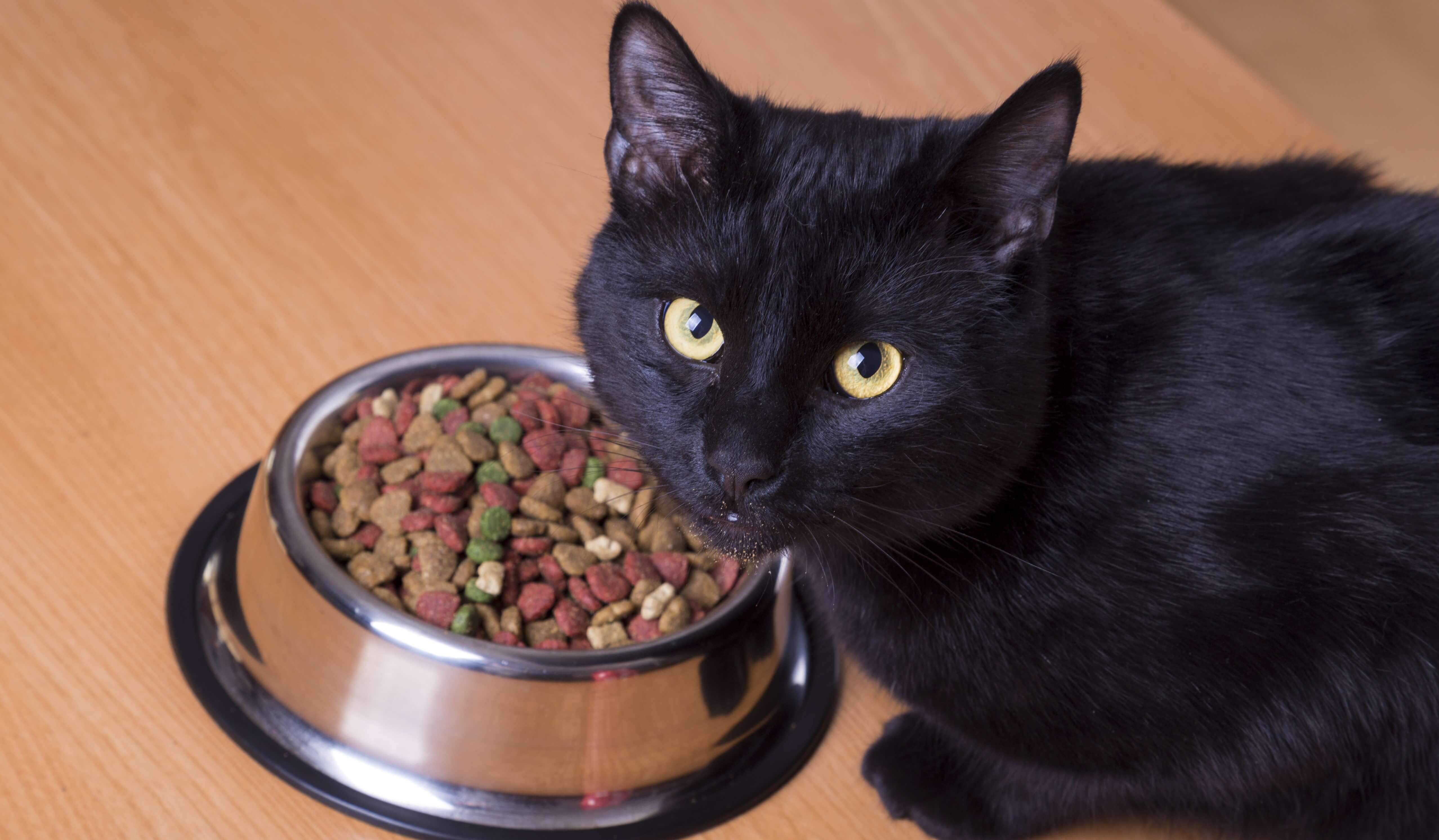 Почему котенок не ест сухой корм: причины избирательности | звери дома