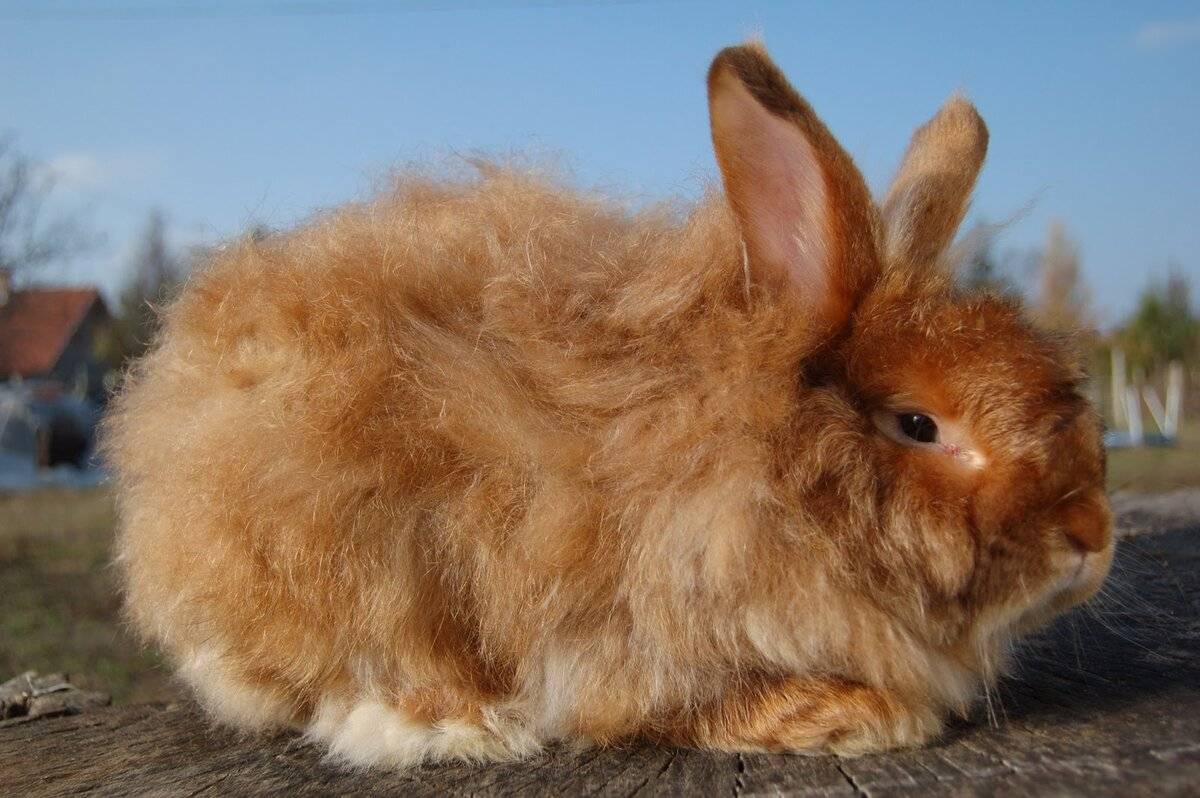 Декоративные породы кроликов: рейтинг самых интересных - gafki.ru