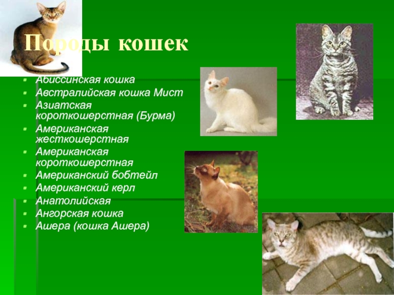 Анатолийская кошка: фото, описание, окрас, характер, стандарт породы