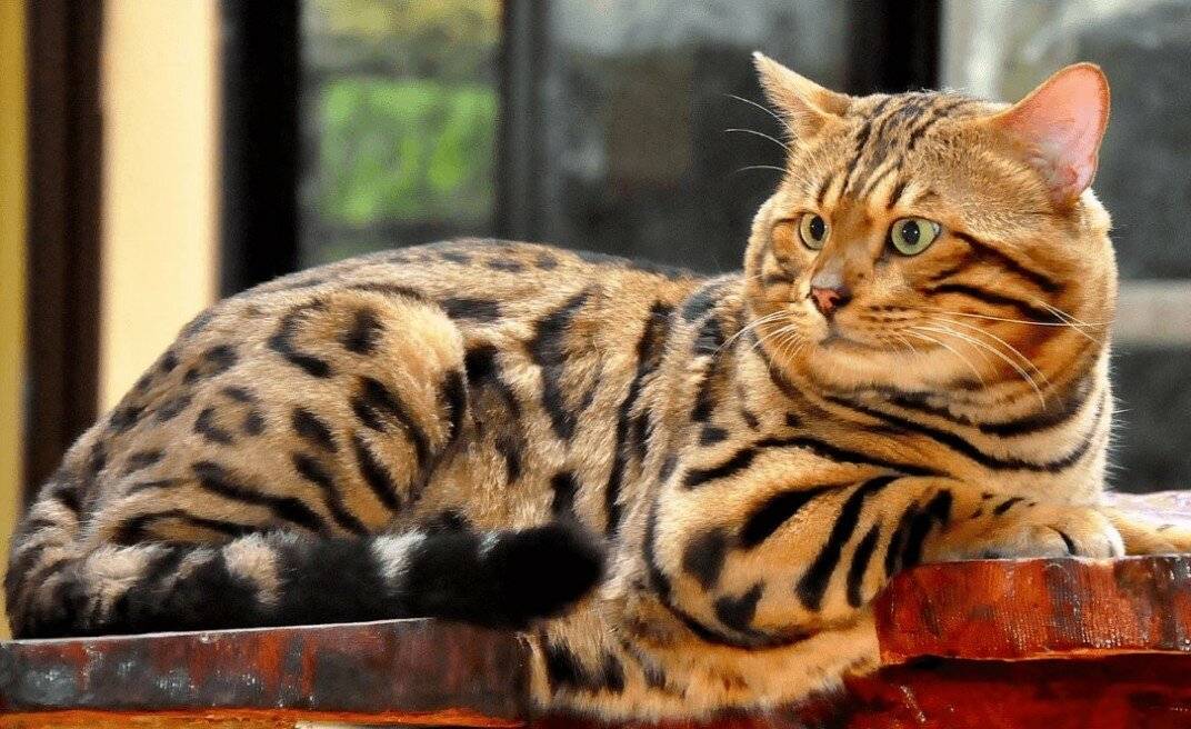 Тигровая кошка