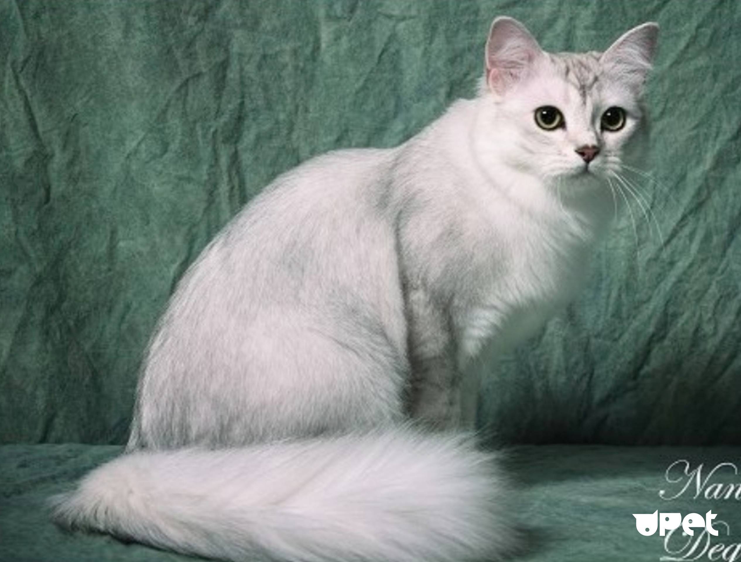 Бурмилла длинношерстная: особенности и описание породы | кот и кошка